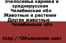 пчелосемьи карника и среднерусская - Челябинская обл. Животные и растения » Другие животные   . Челябинская обл.